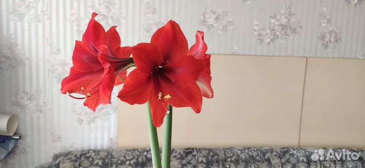 Гиппеаструм, шефлера, денежное дерево