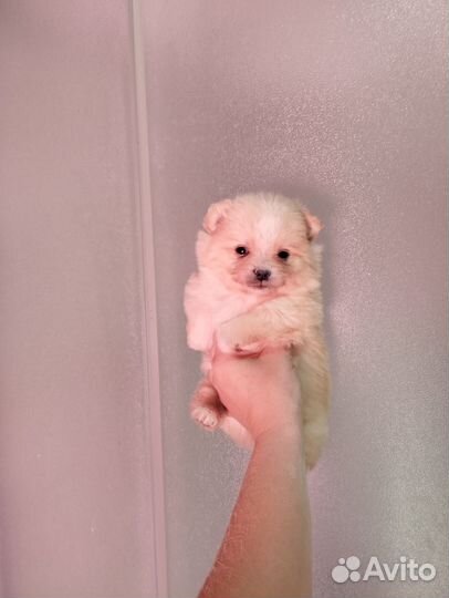 Щенки шпица