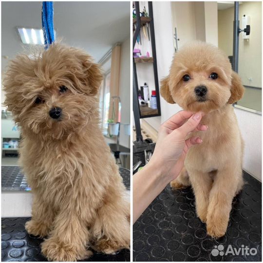 Бесплатный груминг