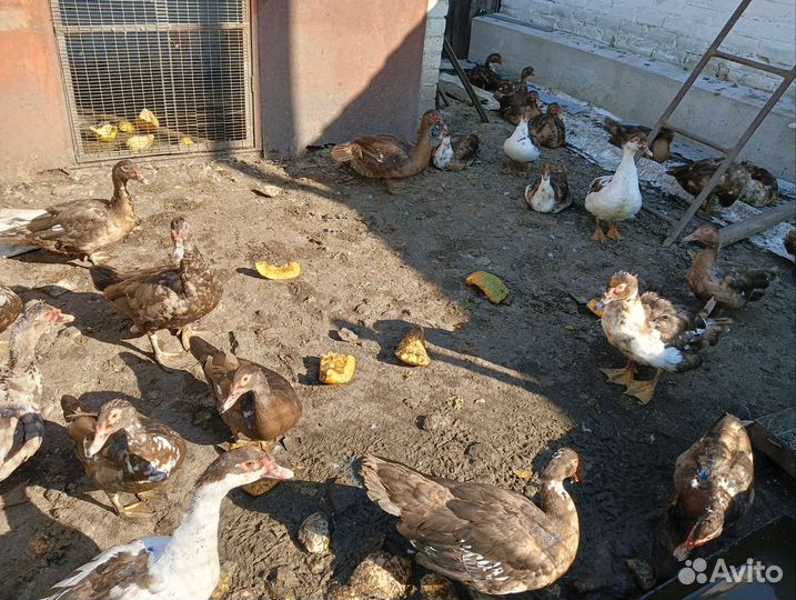 Утка домашняя мясо