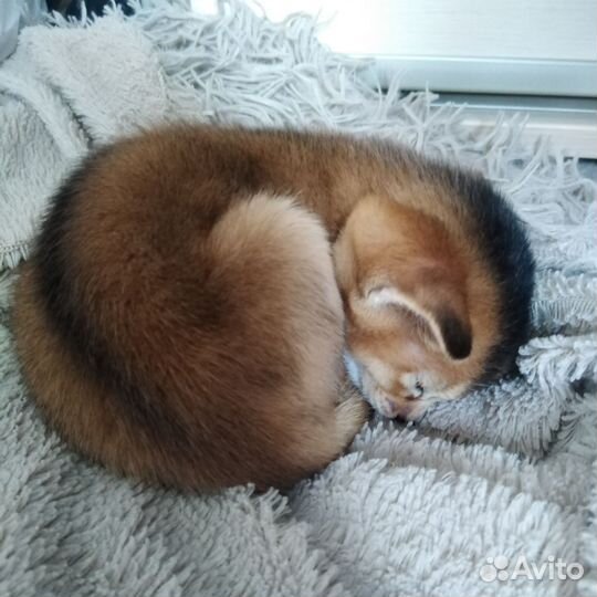 Абиссинская