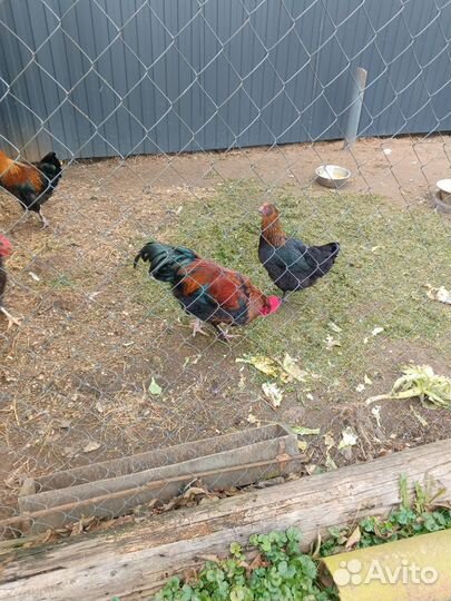 Молодые петухи