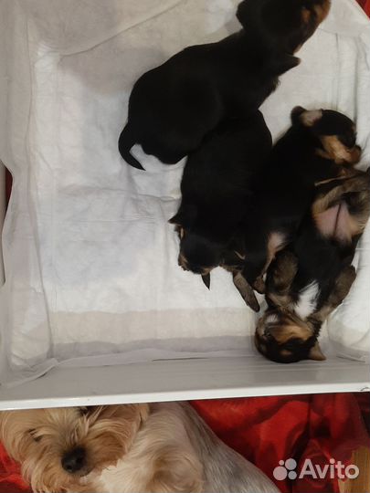 Йоркширский терьер все девочки