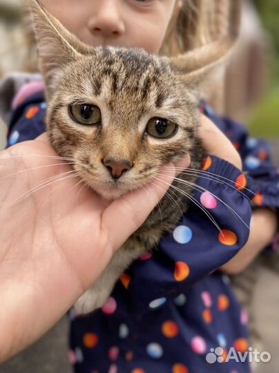 Котенок в дар бесплатно