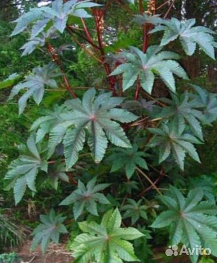 Клещевина семена