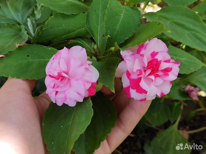 Бальзамин махровый