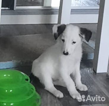 Щенок мальчик