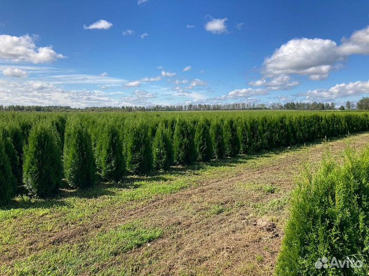 Саженцы Туя Смарагд 130-150 см с доставкой