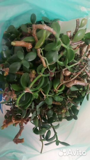 Денежное дерево, толстянка, цветы