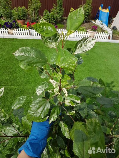 Гибискус китайская роза