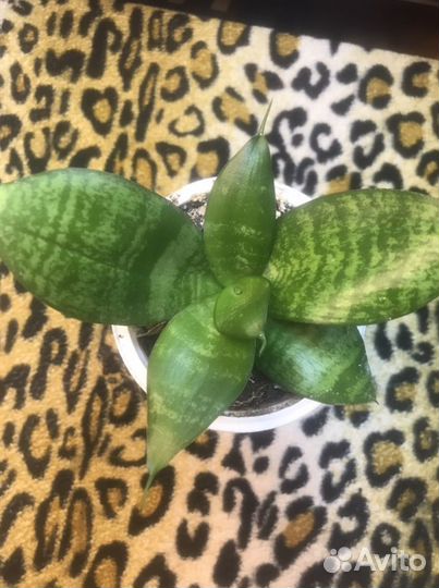 Сансевьера