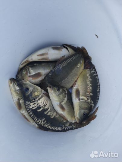 Малёк (сеголетка)карпа