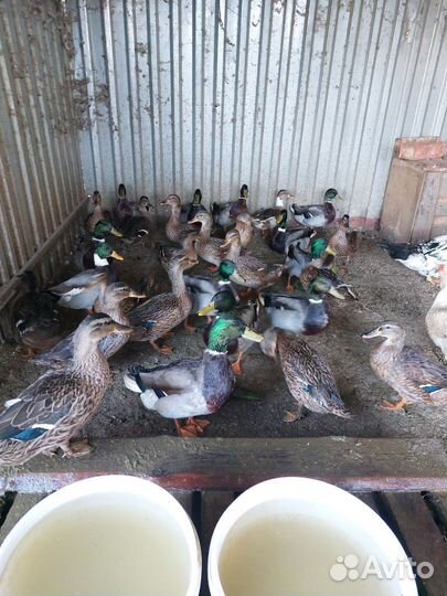 Утки подсадные для охоты