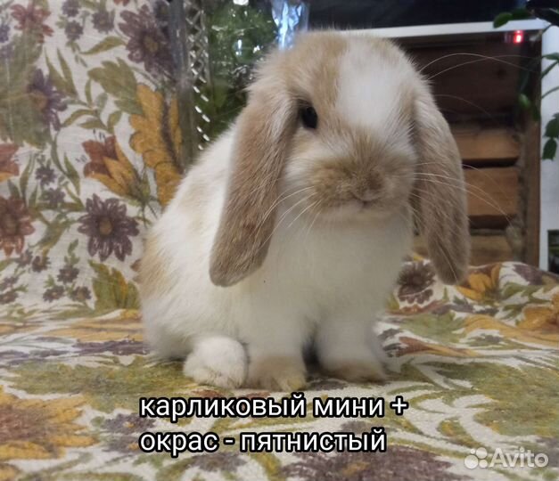 Декоративные кролики