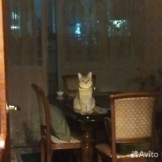 Золотая шиншилла, кот на вязку