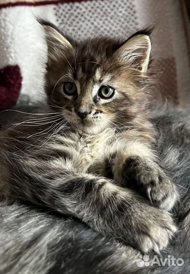 Котята мейн-кун