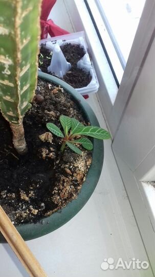 Молочай беложильчатый