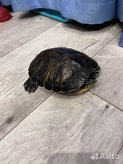 Черепаха