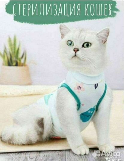 Стерилизация, кастрация кошек