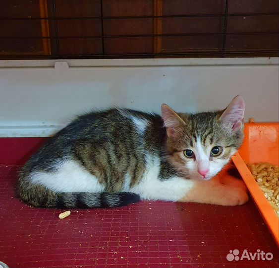 Ненужная шпротная коровка. Котёнок Шурик