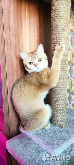 Кошка шотландская в разведение