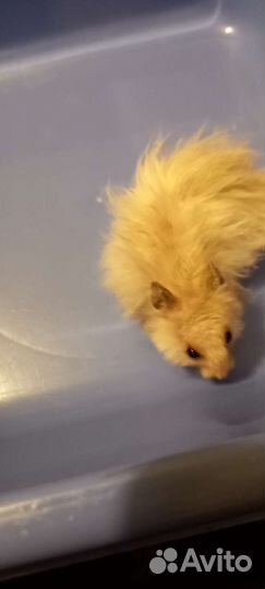 Сирийские мальчики и девочки 2,5мес и 8 мес