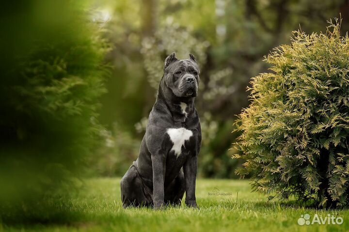 Кане корсо вязка