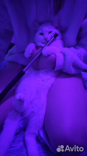 Аренда кальян на дом