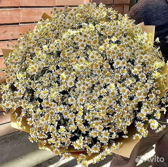 Доставка цветов. Ромашки