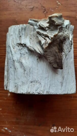 Окаменелое реликтовое дерево