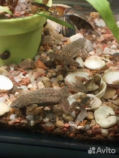 Карликовая лягушка