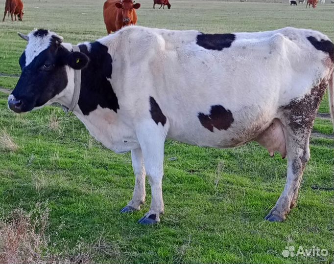 Корова на мясо