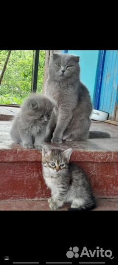 Отдам в добрые руки