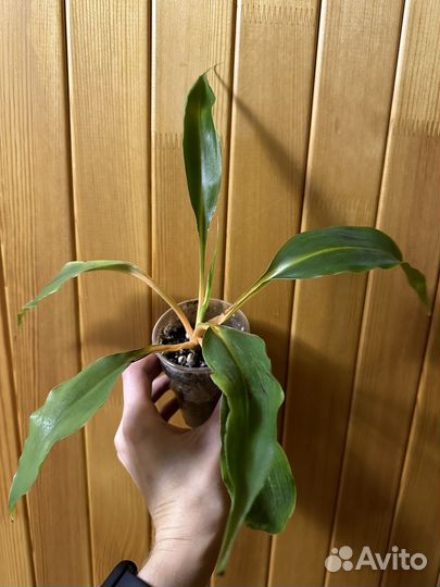 Бегония, пумила, сингониум, спатифиллум