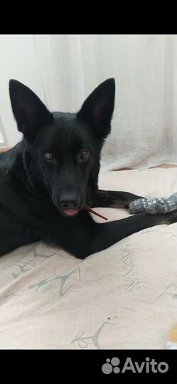 Отдам собаку в добрые руки