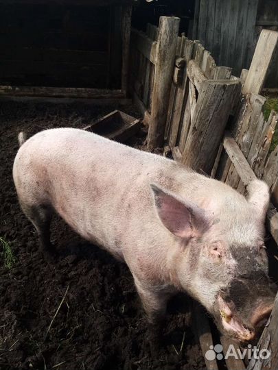 Кабан на племя