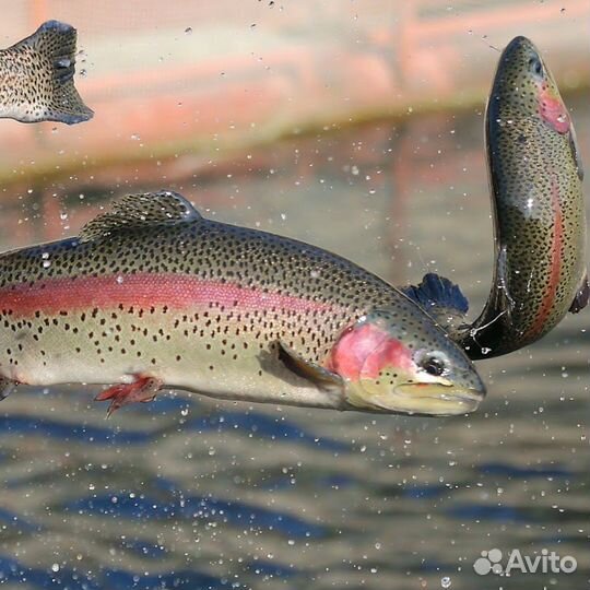 Живая форель в Ставрополе