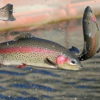 Живая форель в Ставрополе