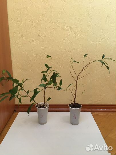 Толстянка крассула, фикус бенжамина