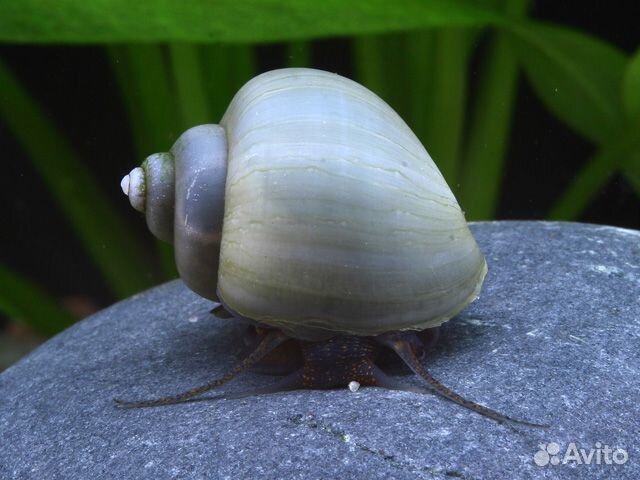 Улитки ампулярии редких окрасов