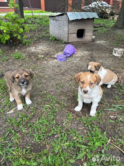 Щенки