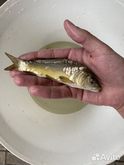 Малек зеркальный карп