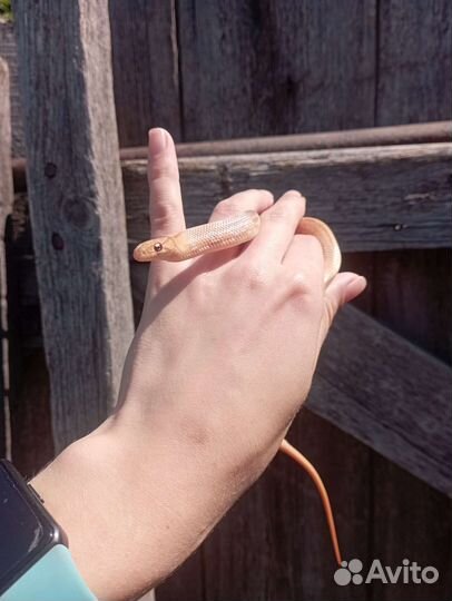 Полоз лучистый