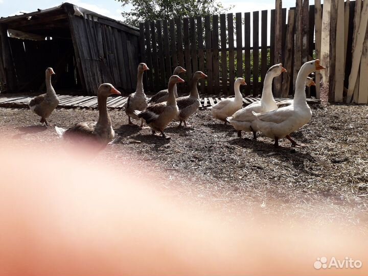 Утки, гусаки, яйцо