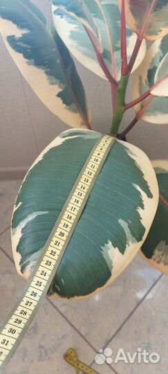 Фикус биколор