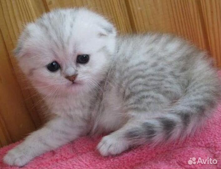 Вислоухие ручные котята Кошечки