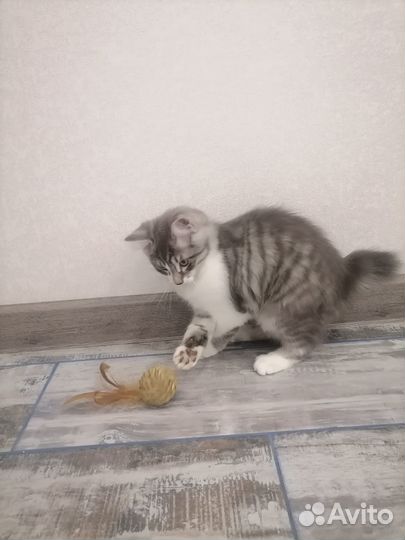Кошки Курильский Бобтейл