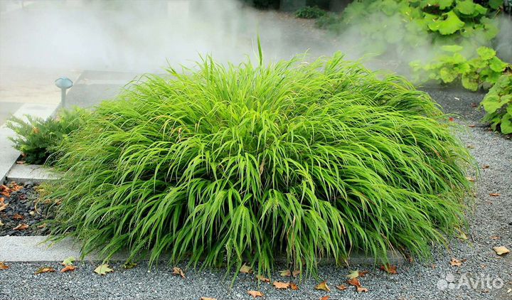 Хаконехлоя, фалярис, саженцы