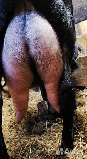 Козье молоко