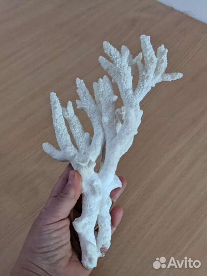Ветки морского коралла